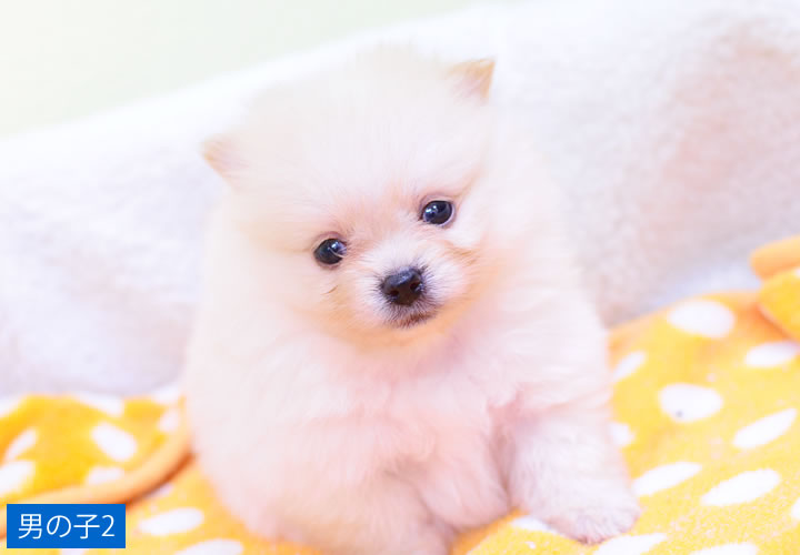 ポメラニアン|子犬販売|写真03
