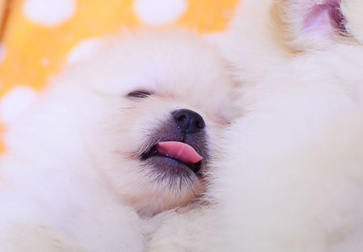 ポメラニアン|子犬販売|写真04