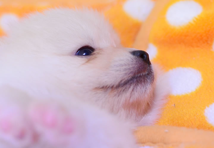 ポメラニアン|子犬販売|写真05