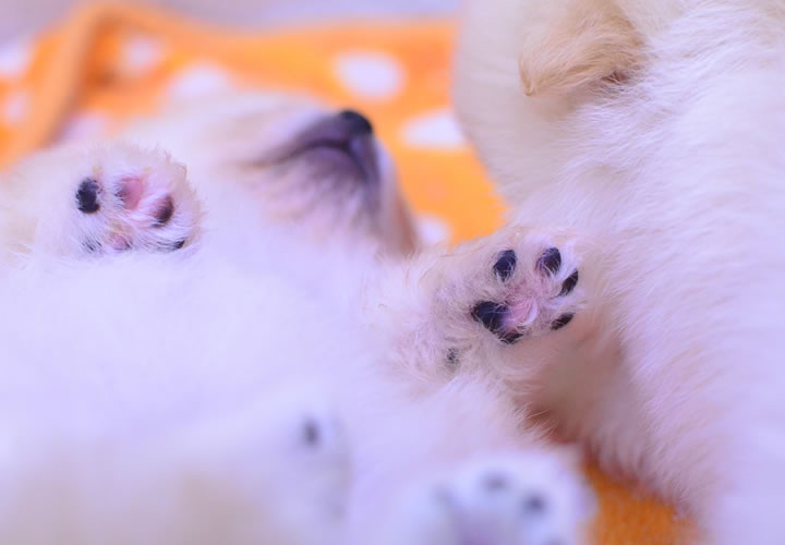 ポメラニアン|子犬販売|写真06