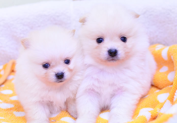 ポメラニアン|子犬販売|写真07