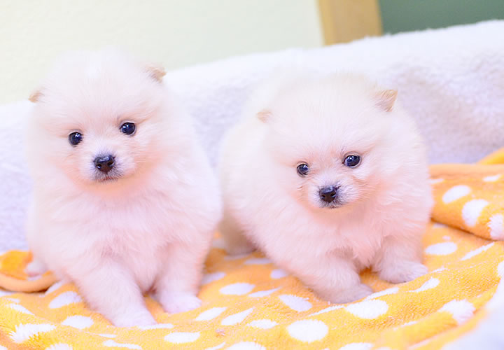 ポメラニアン|子犬販売|写真08