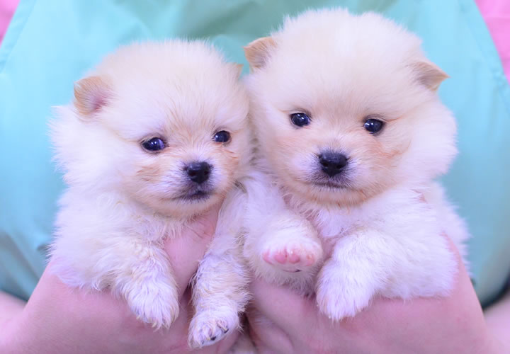 ポメラニアン|子犬販売|写真09