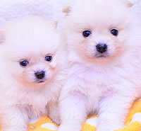 シーズー|子犬販売|兵庫県 西宮市