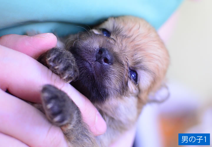 ポメラニアン|子犬販売|写真02