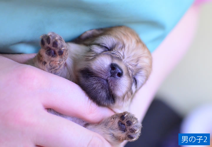 ポメラニアン|子犬販売|写真03