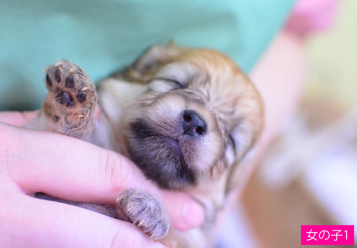 ポメラニアン|子犬販売|写真04