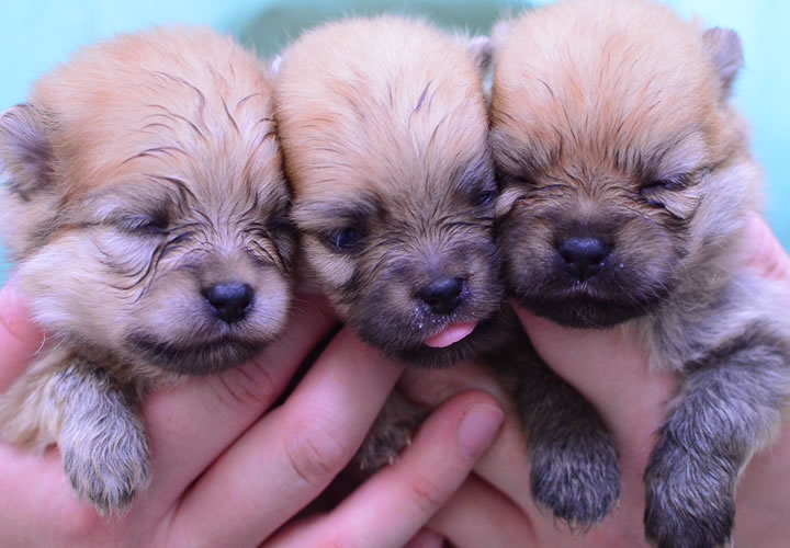 ポメラニアン|子犬販売|写真05