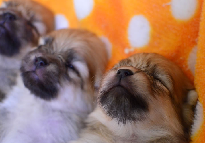 ポメラニアン|子犬販売|写真07