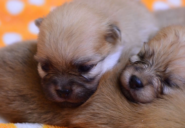 ポメラニアン|子犬販売|写真08