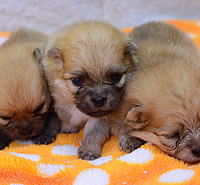 シーズー|子犬販売|兵庫県 西宮市