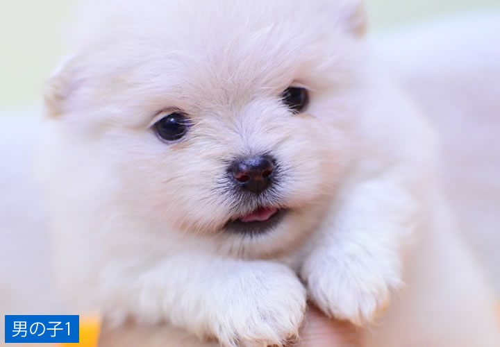 ポメラニアン|子犬販売|写真02