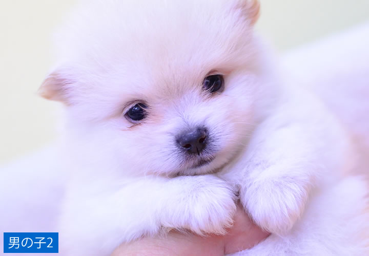 ポメラニアン|子犬販売|写真03