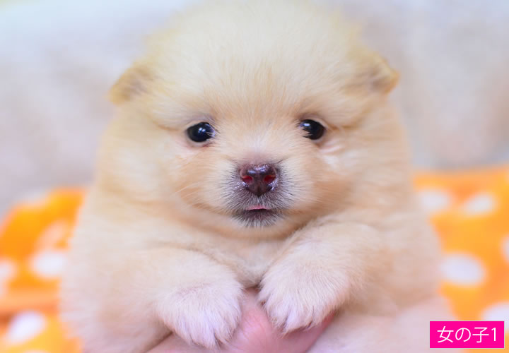 ポメラニアン|子犬販売|写真04