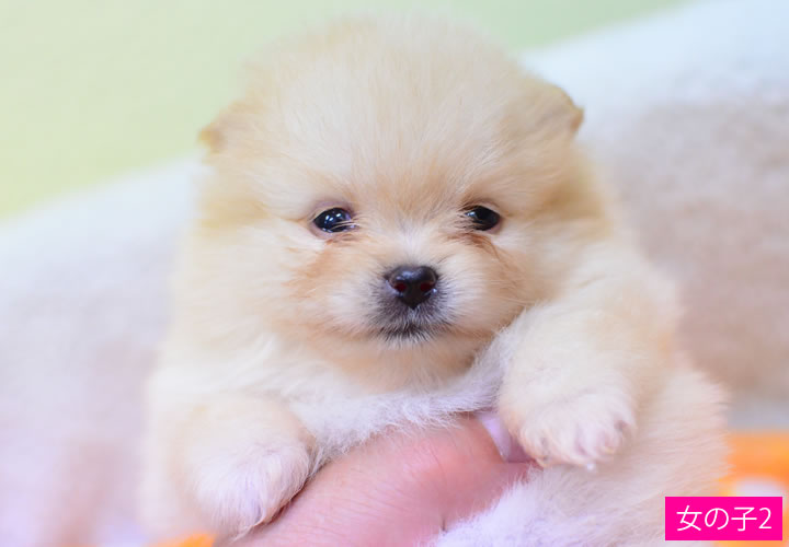 ポメラニアン|子犬販売|写真05