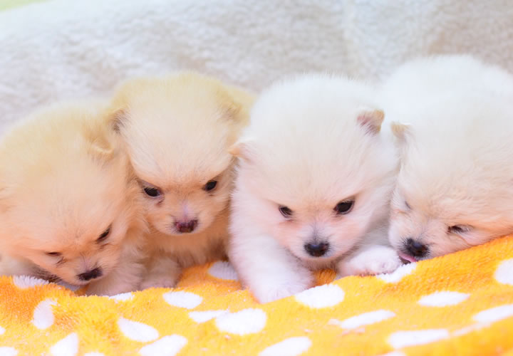 ポメラニアン|子犬販売|写真06