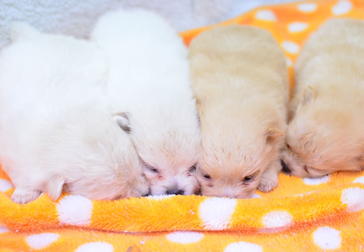 ポメラニアン|子犬販売|写真07