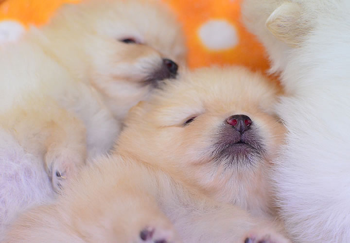 ポメラニアン|子犬販売|写真08