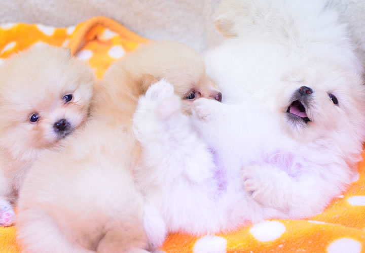 ポメラニアン|子犬販売|写真09