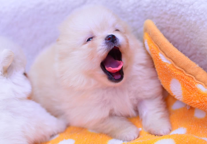 ポメラニアン|子犬販売|写真10