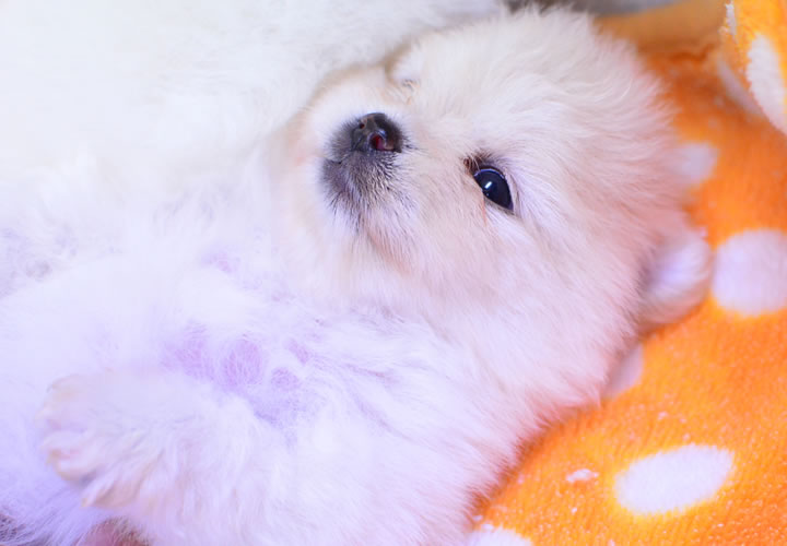 ポメラニアン|子犬販売|写真11