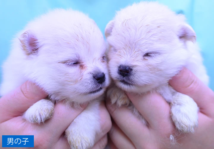 ポメラニアン|子犬販売|写真12