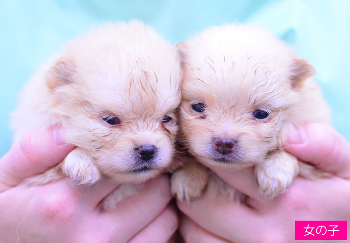 ポメラニアン|子犬販売|写真13