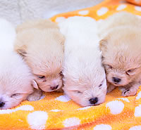シーズー|子犬販売|兵庫県 西宮市