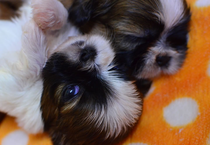 シーズー|子犬販売|写真08