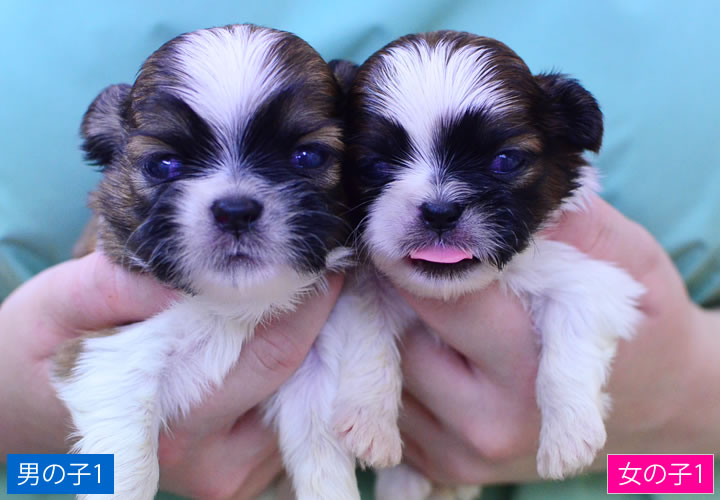 シーズー|子犬販売|写真02