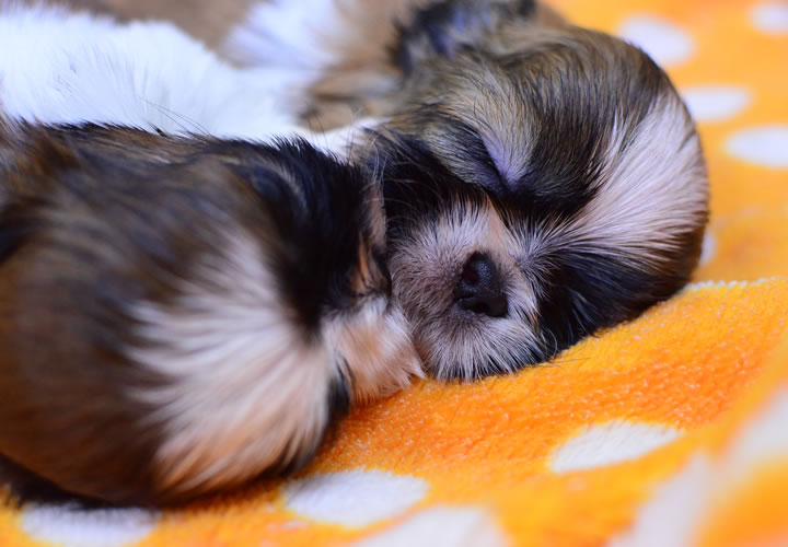 シーズー|子犬販売|写真07