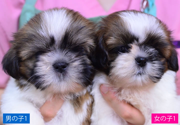 シーズー|子犬販売|写真10