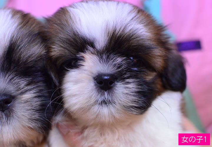 シーズー|子犬販売|写真11