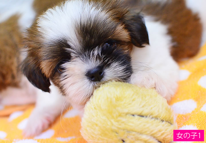 シーズー|子犬販売|写真12