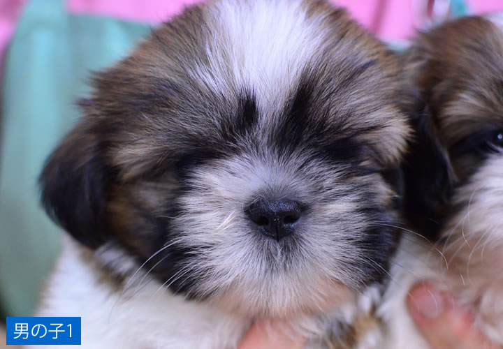 シーズー|子犬販売|写真13