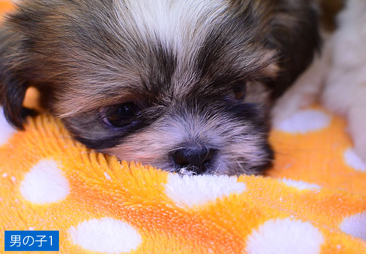 シーズー|子犬販売|写真14