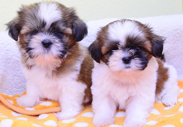 シーズー|子犬販売|写真15