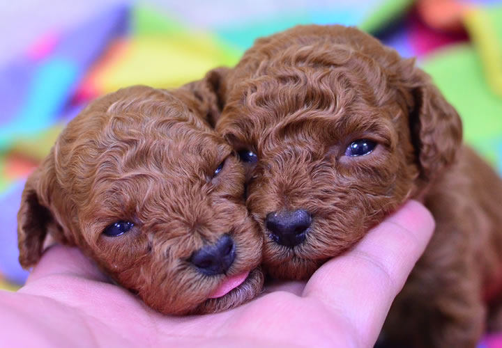 トイプードル|子犬販売|写真01