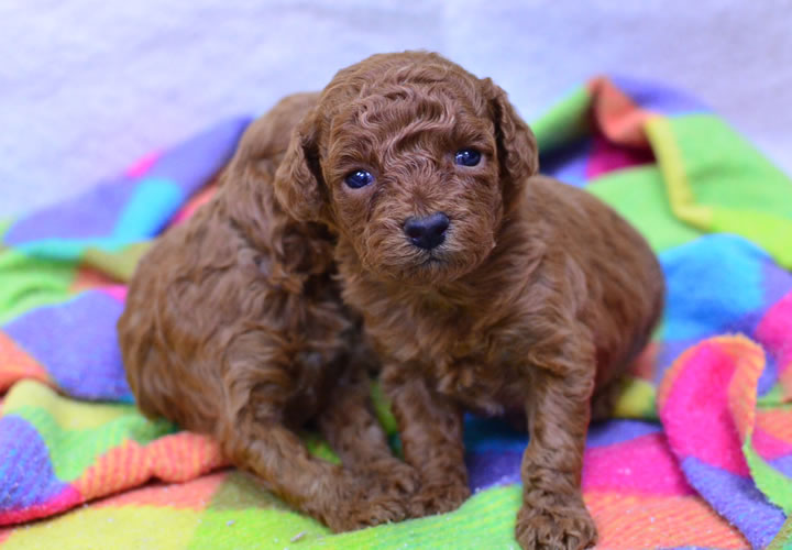 トイプードル|子犬販売|写真03