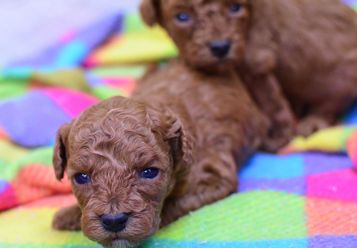 トイプードル|子犬販売|写真04