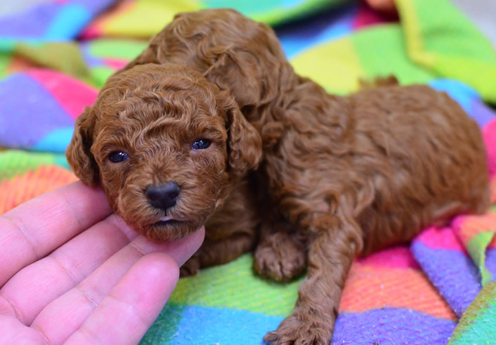 トイプードル|子犬販売|写真05