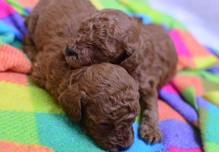 トイプードル|子犬販売|写真06