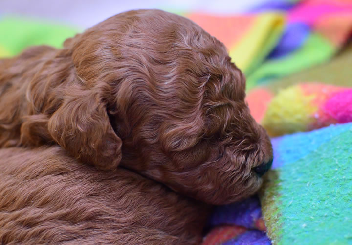 トイプードル|子犬販売|写真07