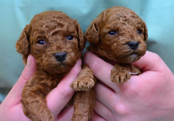 トイプードル|子犬販売|写真08
