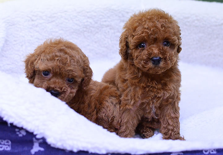 トイプードル|子犬販売|写真01