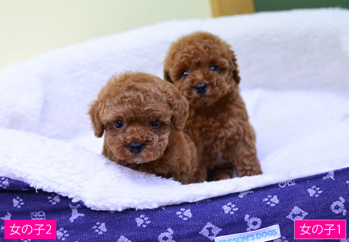 トイプードル|子犬販売|写真11