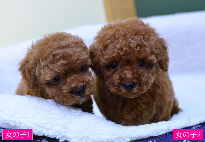 トイプードル|子犬販売|写真12
