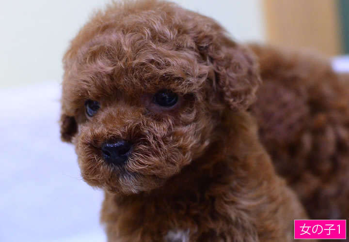 トイプードル|子犬販売|写真13