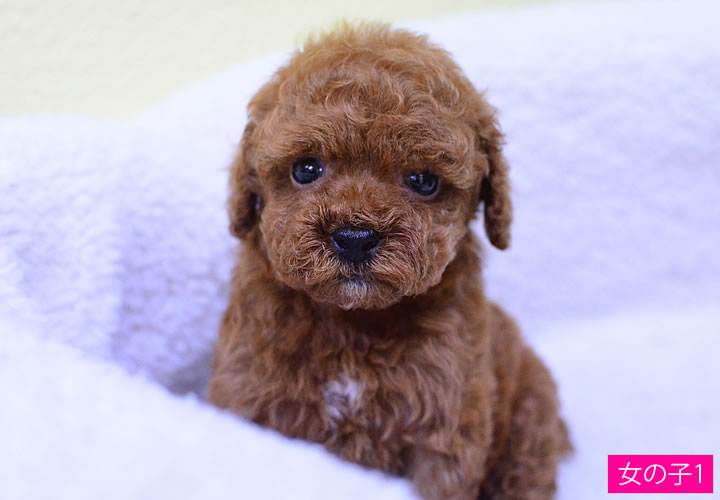 トイプードル|子犬販売|写真14