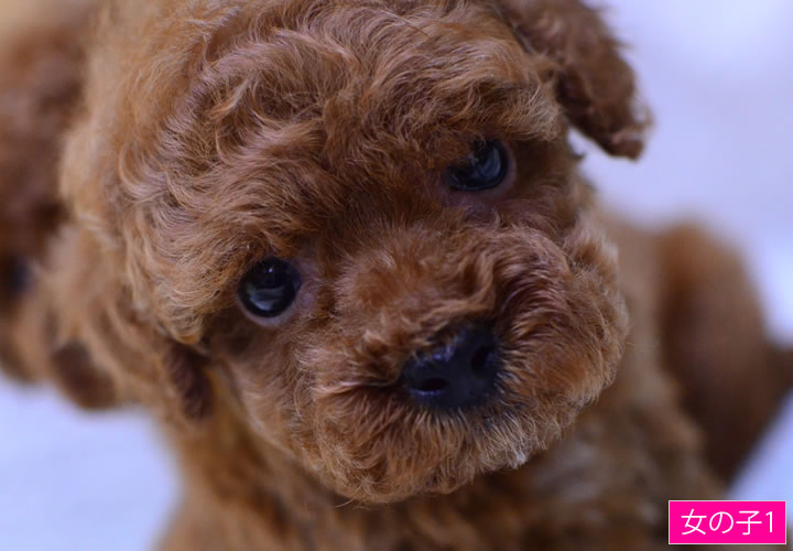 トイプードル|子犬販売|写真15